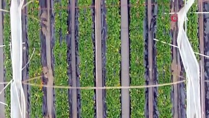 Antalya’da çilek seraları sel suları ve hortumdan zarar gördü.