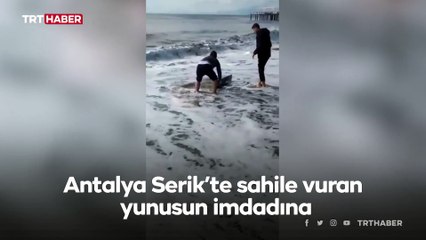 Antalya'da sahile vuran yunus denize bırakıldı