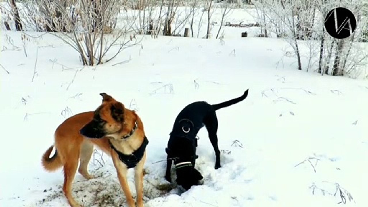 Dogs on the snow