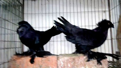 Bukhara_Black_pair_for_sell___01712191432_price_er_jonno_cl