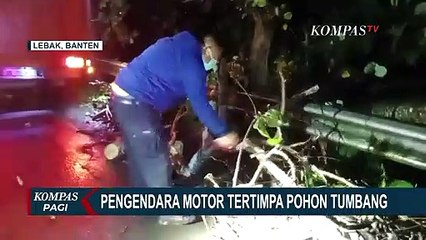 Pohon Tumbang Menimpa Pengendara Motor dan Warung di Banten Akibat Hujan dan Angin Kencang