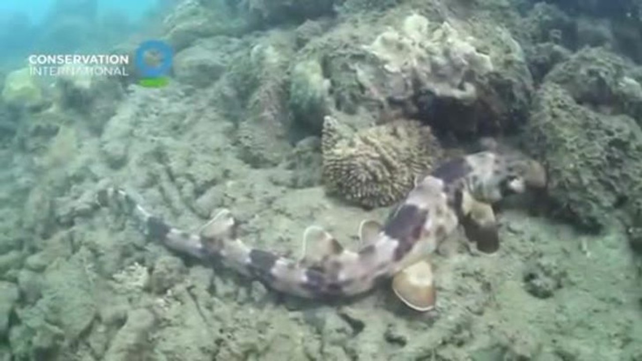 Walking sharks