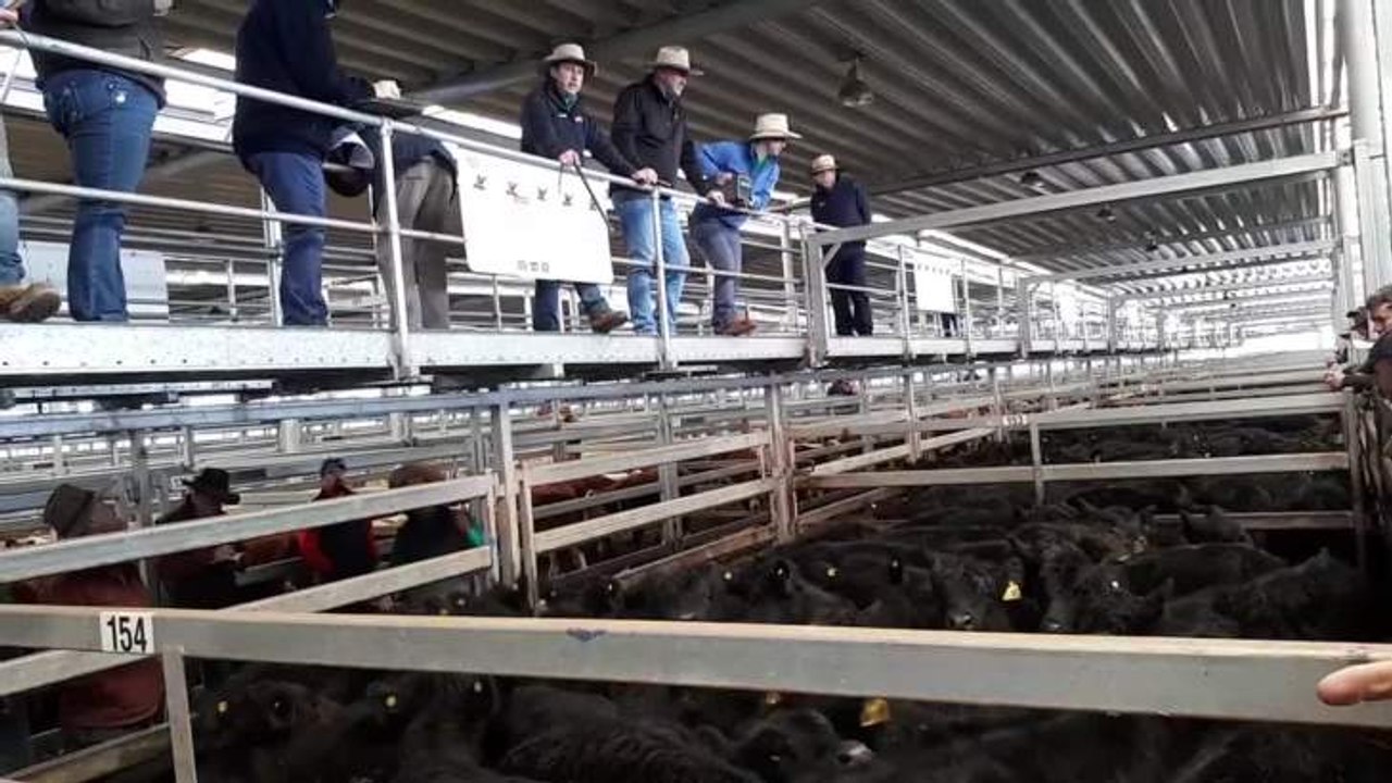 Stock&LandNVLXWodongaStoreCattleSaleJune6