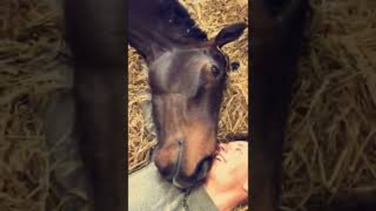 Cuddly Horse Gets Nippy