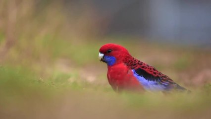 Aussie Ark Curricabark Crowdfunding