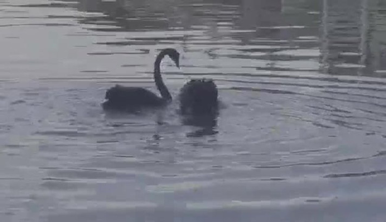 video-1619668395