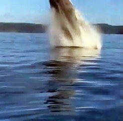 whales come out the sea water