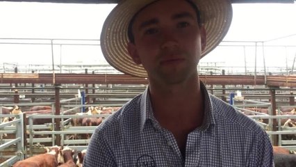 Stock & Land: Hamilton independent agents British breed heifer weaner sale.
