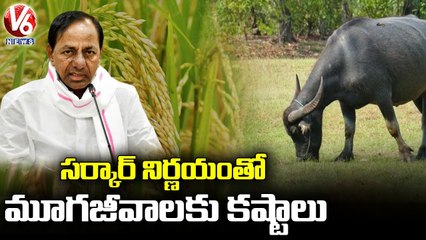 తగ్గిన వరి సాగు..గడ్డి దొరక్క పశువుల ఇబ్బందులు _ V6 News