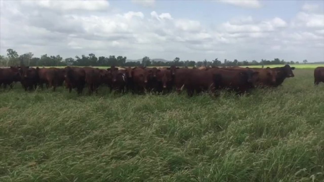 Wivenhoe Farm video Dailymotion