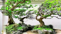 Plant Lovers bonsai tree 2022