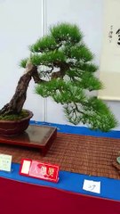 bonsai tree 2022 Gardening