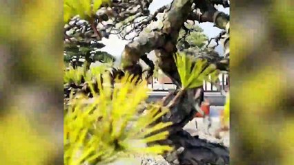 Gardening bonsai tree 2022