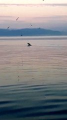 Bursa'da yunus balıklarından sürpriz ziyaret