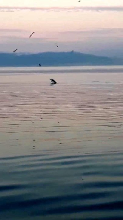 Bursa'da yunus balıklarından sürpriz ziyaret