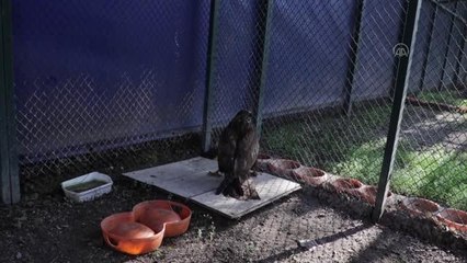 Tedavisi tamamlanan kızıl şahin doğaya bırakıldı