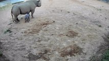 Black Rhino calf vision