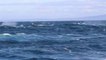 Footage of over 100 humpback whales feeding by Merimbula Marina
