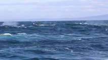 Footage of over 100 humpback whales feeding by Merimbula Marina