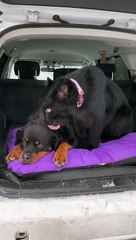 Un chien se fait caresser par une panthère noire