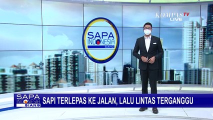Buat Jalan Tersendat hingga Masuk ke Toko Roti, Seekor Sapi Terlepas & Buat Heboh Warga Banyuwangi!