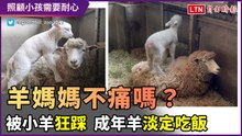 羊媽媽被這樣踩不痛嗎？被可愛小羊狂踩　成年羊淡定吃飯