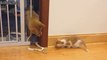 cute cat and puppy fight , beautiful fight between cat and puppy , follow me for more interesting video