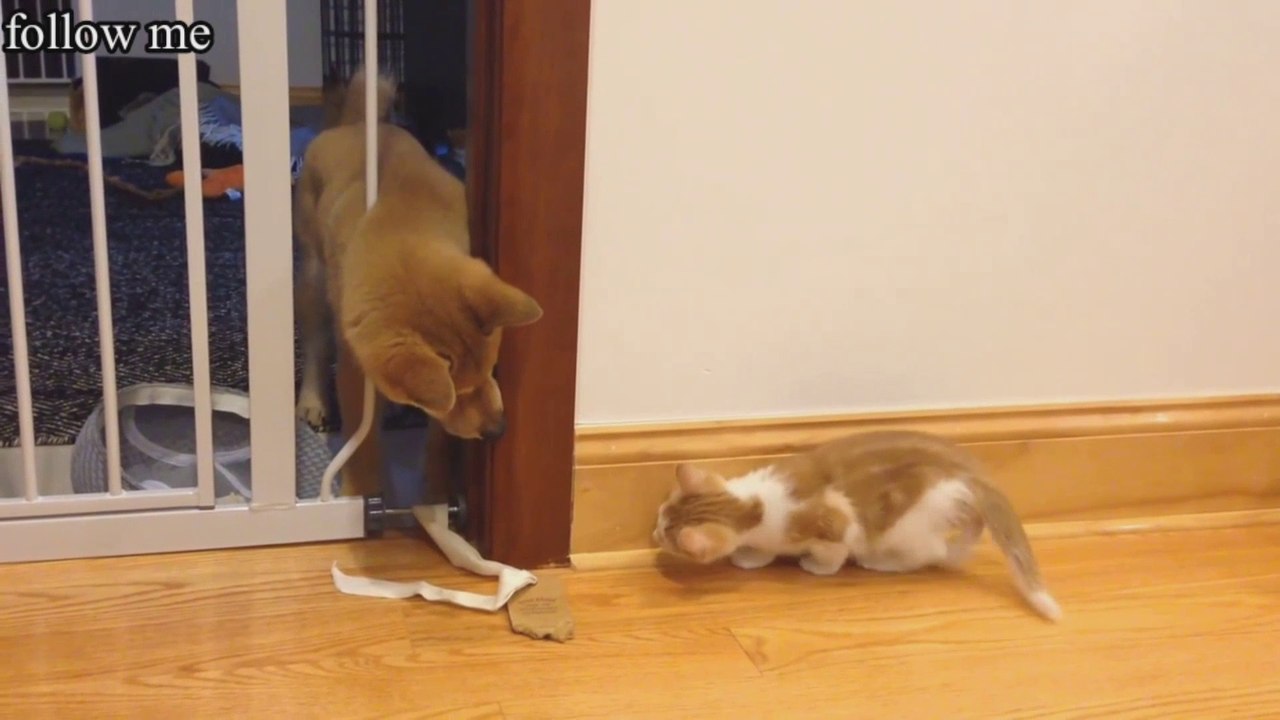 cute cat and puppy fight , beautiful fight between cat and puppy , follow me for more interesting video