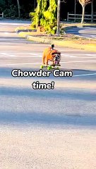 Chowder, o bulldog inglês