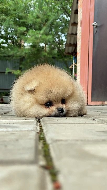 Puppy