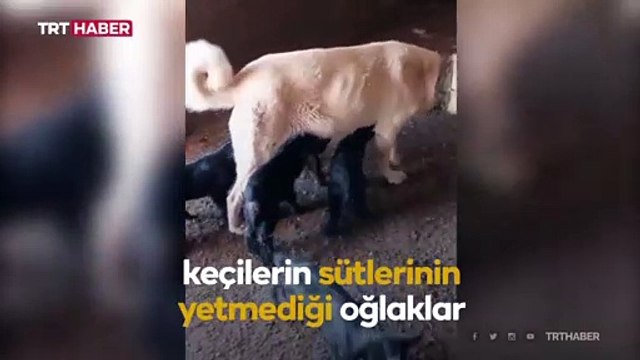 Oğlaklara annelik yapan çoban köpeği