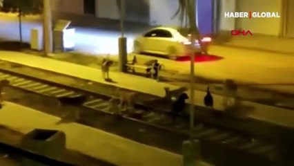 Nusaybin'de köpeklerin saldırısına uğrayan 7 yaşındaki çocuk yaralandı