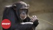 Observan a chimpancés usando insectos para curar sus heridas