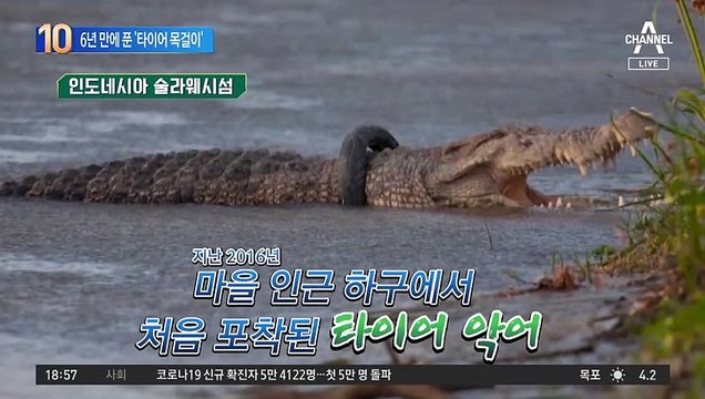 ‘타이어 목걸이’ 악어…6년 만에 ‘고통’ 풀렸다