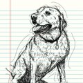 CAM - Comment dessiner un chien ?