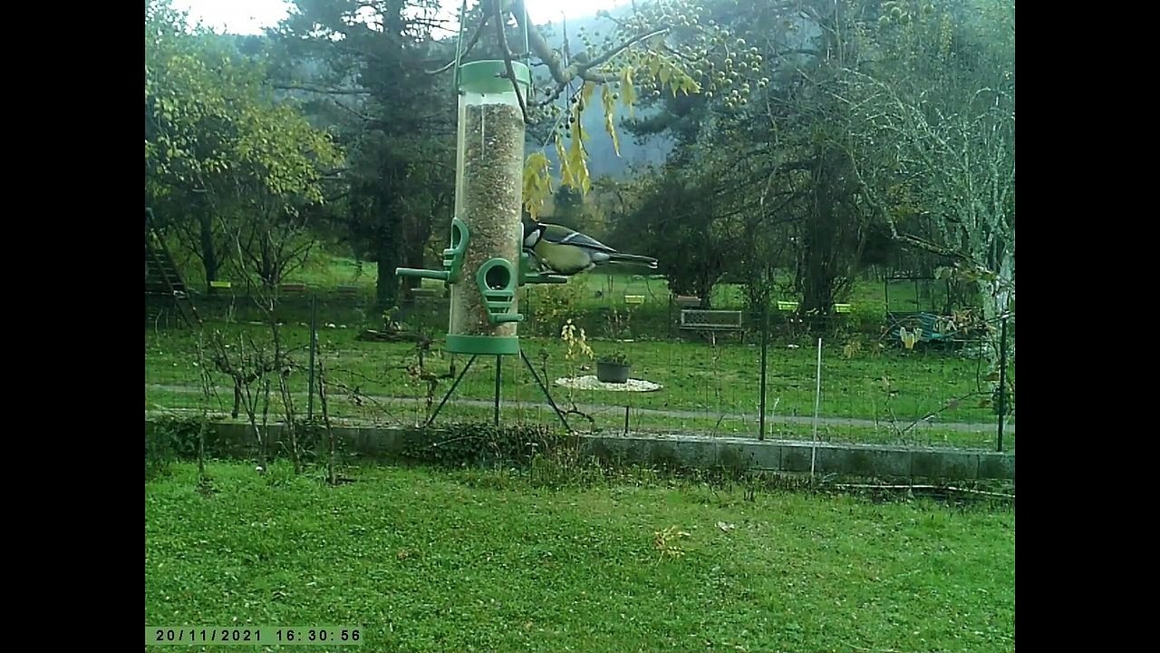 OISEAUX DE JARDIN DU 20 AU 21 NOVEMBRE 2021