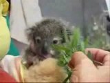 Tinkerbell: tiny koala joey feeding