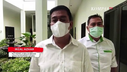 Kelahiran Tiga Anak Harimau Sumatera di Padang