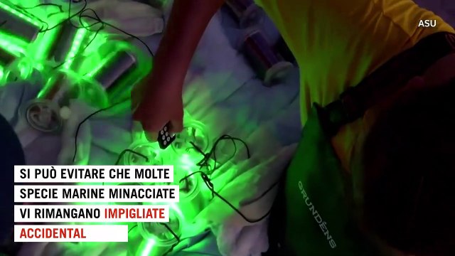 Usa, reti da pesca luminose per salvare squali, tartarughe e razze: l'idea per aiutare gli oceani