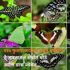 Travel Diary: Take A Tour Of Radhanagari Wildlife Sanctuary From Kolhapur