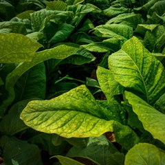 CAM - Quelle est l'origine du tabac ?