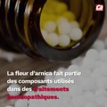 CAM - Tout savoir sur l'arnica.