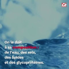 CAM - D'où vient la morve ?