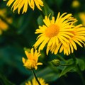 CAM - Tout savoir sur l'arnica.