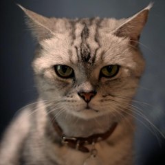 CAM Peut-on laver un chat ?