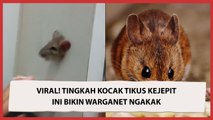 Viral! Tingkah Kocak Tikus Kejepit Ini Bikin Warganet Ngakak