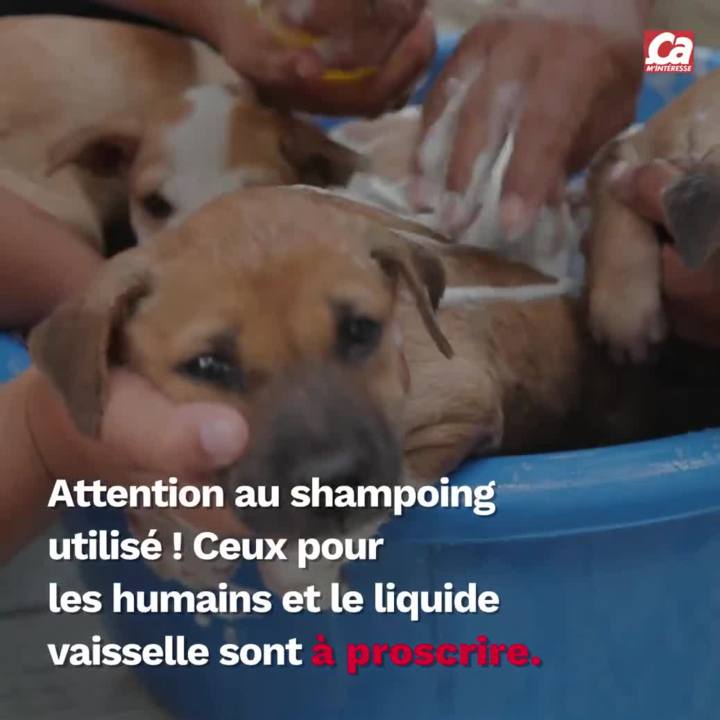 Les Chiens Aussi Font Leur Crise D Ado Ca M Interesse