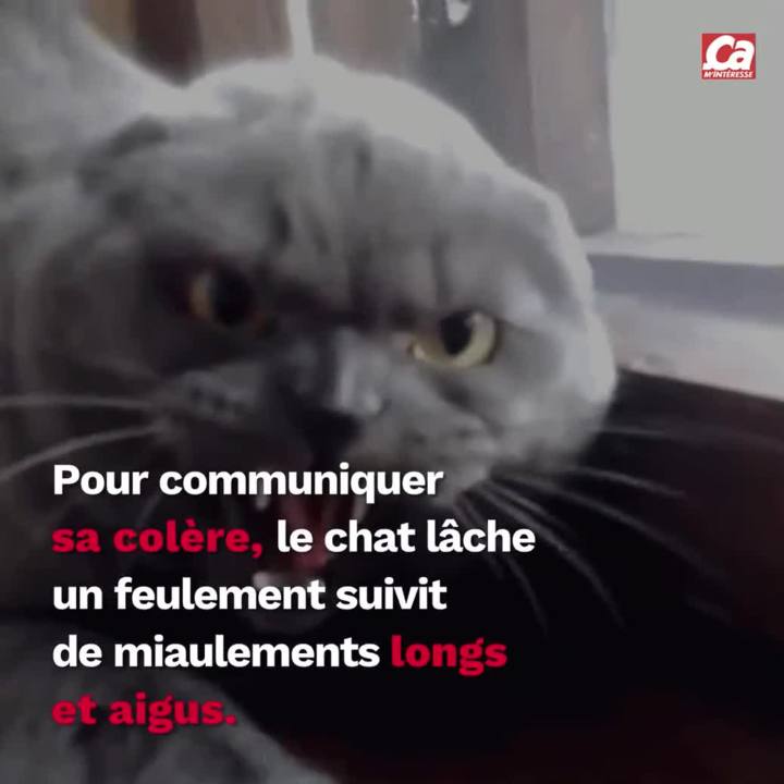 Pourquoi Votre Chat Miaule T Il Ca M Interesse
