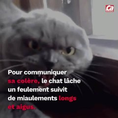 CAM Pourquoi un chat miaule ?