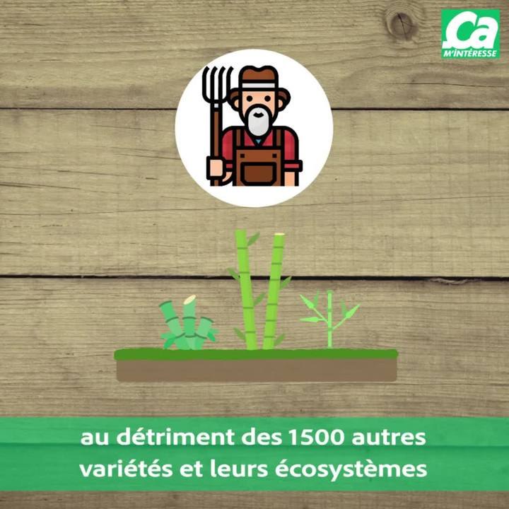 CAM Fausse Bonne Idée Verte Brosse à dents en bambou